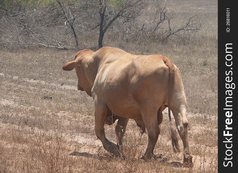 Photo powerful going oxen in Western Australia.