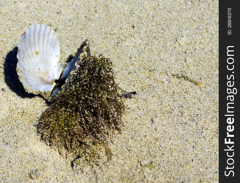 Open seashell with seaweeds attached on the beach. Open seashell with seaweeds attached on the beach