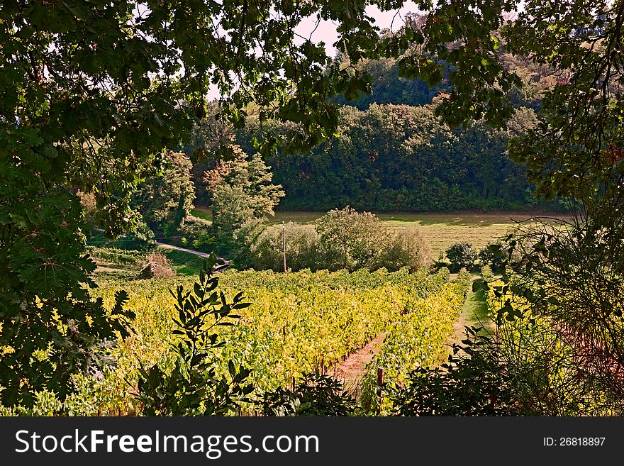 Rural landscape of italian hills, valley with rows of grapevine - vineyards for wine production in Emilia Romagna, Italy. Rural landscape of italian hills, valley with rows of grapevine - vineyards for wine production in Emilia Romagna, Italy