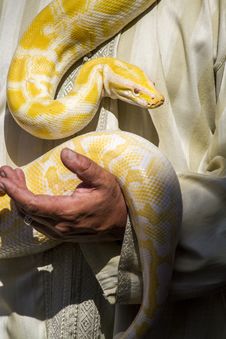 Beautiful Yellow Python Snake Stock Images Beautiful Yellow Python Snake Stock Images