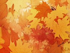 Maple Leaves Background Stock Photos Maple Leaves Background Stock Photos
