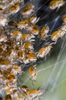 Spider Babies On A Web Stock Photo