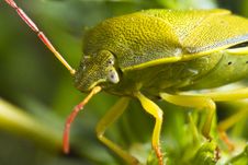 Stink Bug &x28;Nezara Viridula&x29; Royalty Free Stock Photos Stink Bug &x28;Nezara Viridula&x29; Royalty Free Stock Photos