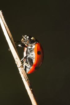 Beautiful Ladybug Insect Royalty Free Stock Images Beautiful Ladybug Insect Royalty Free Stock Images