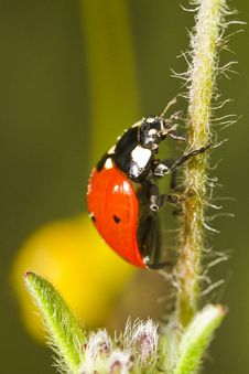 Beautiful Ladybug Insect Stock Photos Beautiful Ladybug Insect Stock Photos