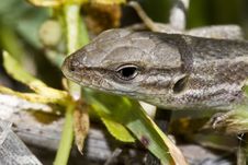 Large Psammodromus &x28;psammodromus Algirus&x29; Lizard Royalty Free Stock Photos Large Psammodromus &x28;psammodromus Algirus&x29; Lizard Royalty Free Stock Photos