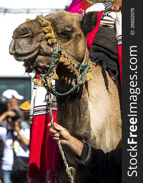 Close up view of a camel in a medieval parade. Close up view of a camel in a medieval parade.