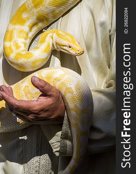 Close up view of a beautiful yellow python snake being maneuvered by a man.