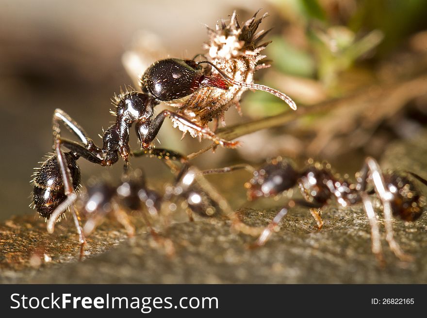 Close up view of an worker ant carrying food. Close up view of an worker ant carrying food.