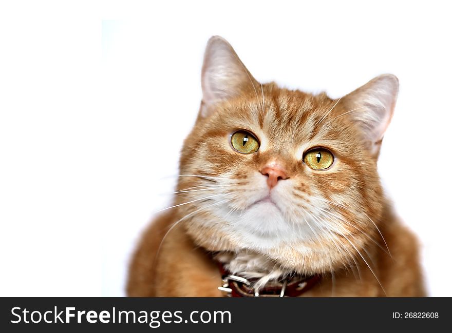 Ordinary domestic ginger cat closeup on white background. Ordinary domestic ginger cat closeup on white background