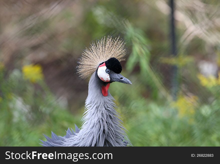 African Crested Crane closeup profile of head