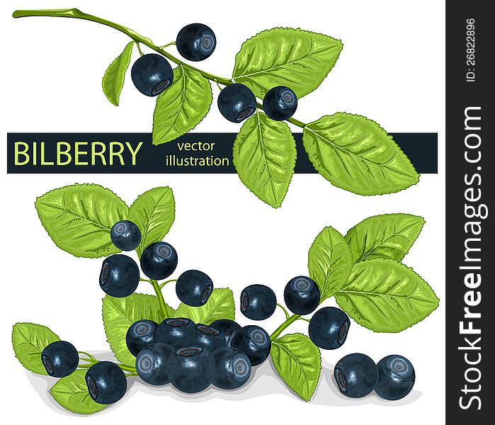 Vector. Bilberries (blueberries) with leaves. Vector. Bilberries (blueberries) with leaves.