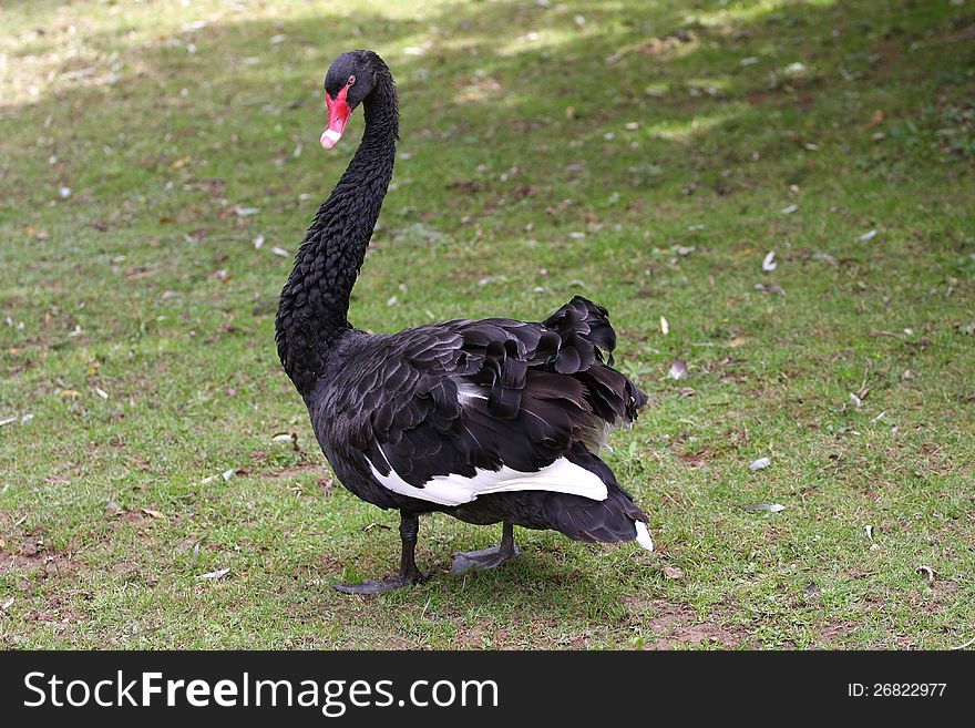 Black Swan in warning stance with young close by