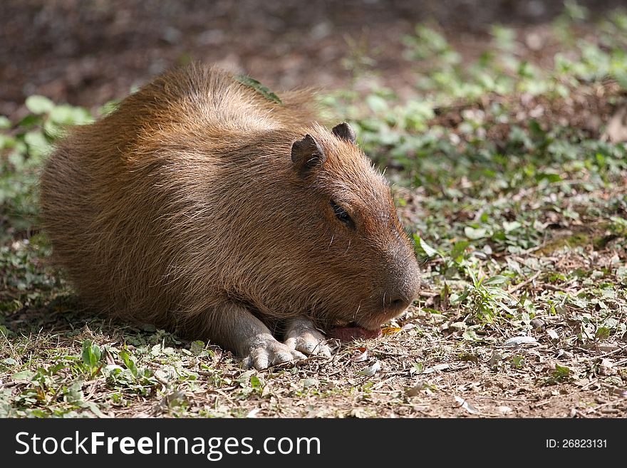 Capybara laying on grass in afternoon sun