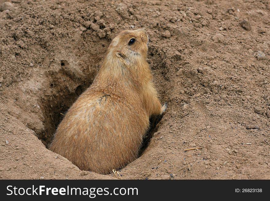 Black-tailed Prairie Dog standing at entranceat to borrow