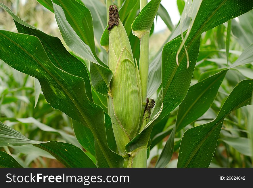 Field of corn in Thailand