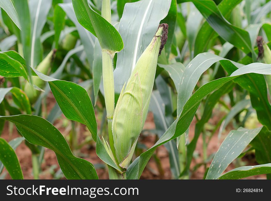 Field of corn in Thailand. Field of corn in Thailand