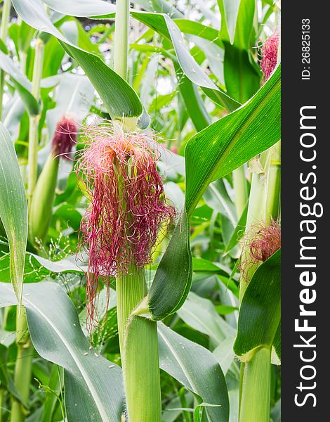 Corn on the stalk in the field