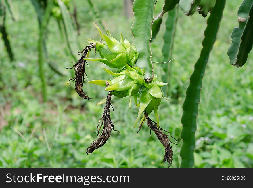 Raw dragon fruit hanging on tree