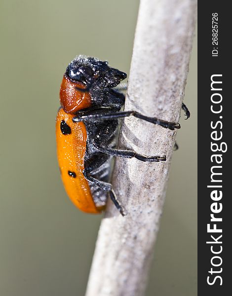 Close up view of the beautiful Leaf Beetle (Lachnaia paradoxa). Close up view of the beautiful Leaf Beetle (Lachnaia paradoxa).