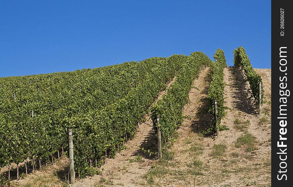A Vineyard In Italy