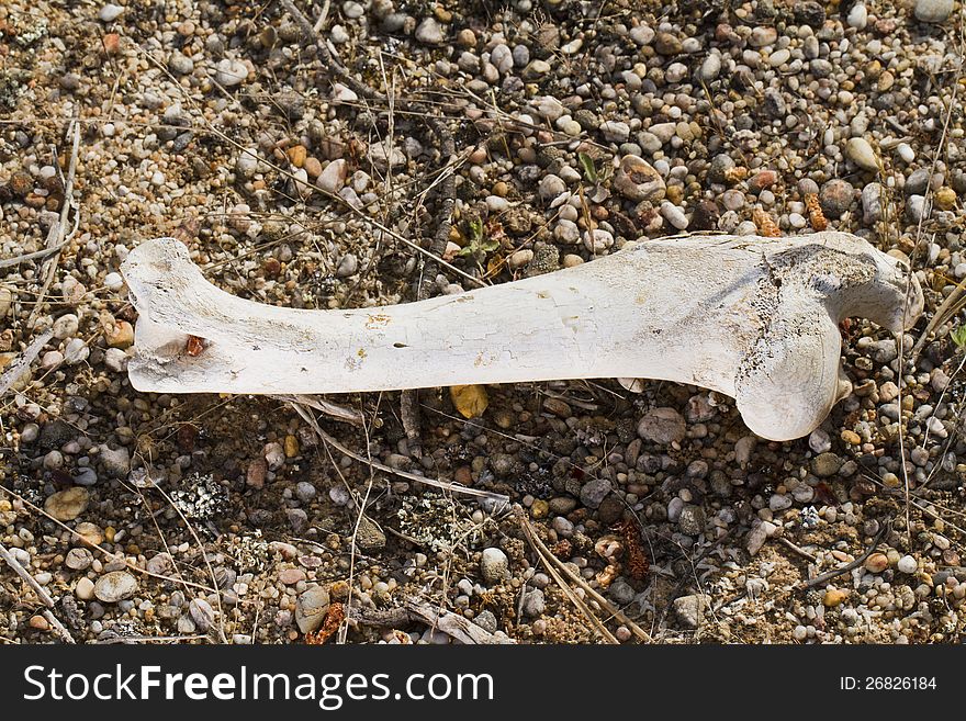 Close view of leg bone of a sheep on the ground. Close view of leg bone of a sheep on the ground.