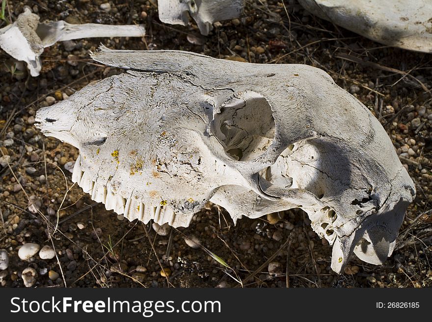 Close view of a skull of a sheep on the ground. Close view of a skull of a sheep on the ground.