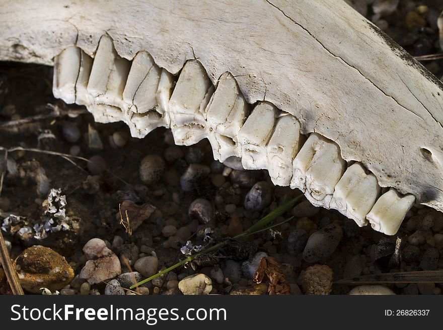 Close view of the jaw with teeth of a sheep on the ground. Close view of the jaw with teeth of a sheep on the ground.
