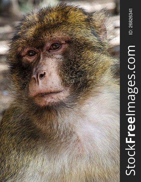Monkey of morocco in the cedar forest. Monkey of morocco in the cedar forest