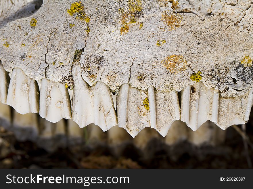 Close view of the jaw with teeth of a sheep on the ground. Close view of the jaw with teeth of a sheep on the ground.