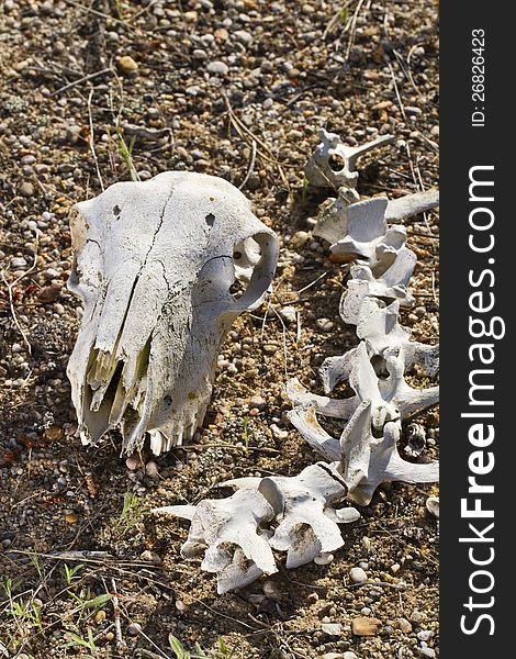 Close view of a skull of a sheep on the ground. Close view of a skull of a sheep on the ground.