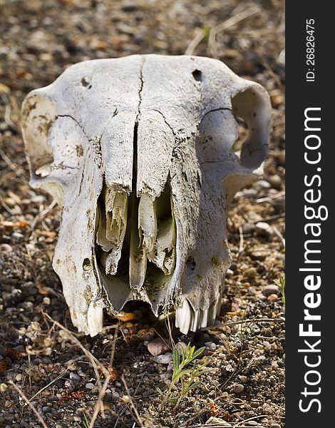 Close view of the jaw with teeth of a sheep on the ground. Close view of the jaw with teeth of a sheep on the ground.