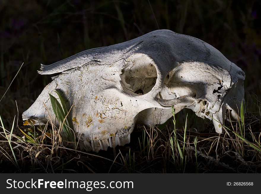 Close view of a skull of a sheep on the ground. Close view of a skull of a sheep on the ground.