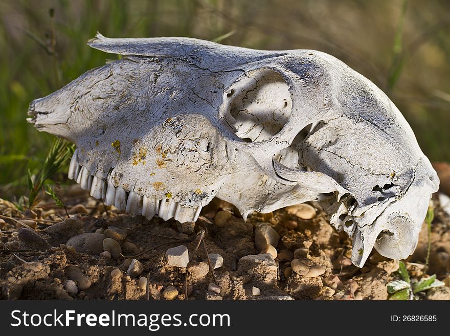 Close view of a skull of a sheep on the ground. Close view of a skull of a sheep on the ground.