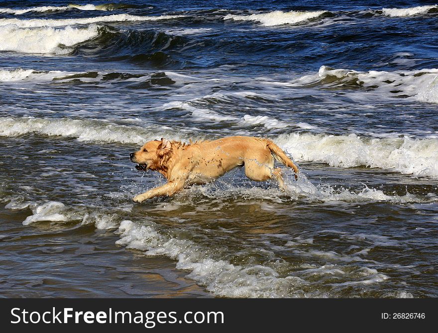 Labrador running in the sea. Labrador running in the sea