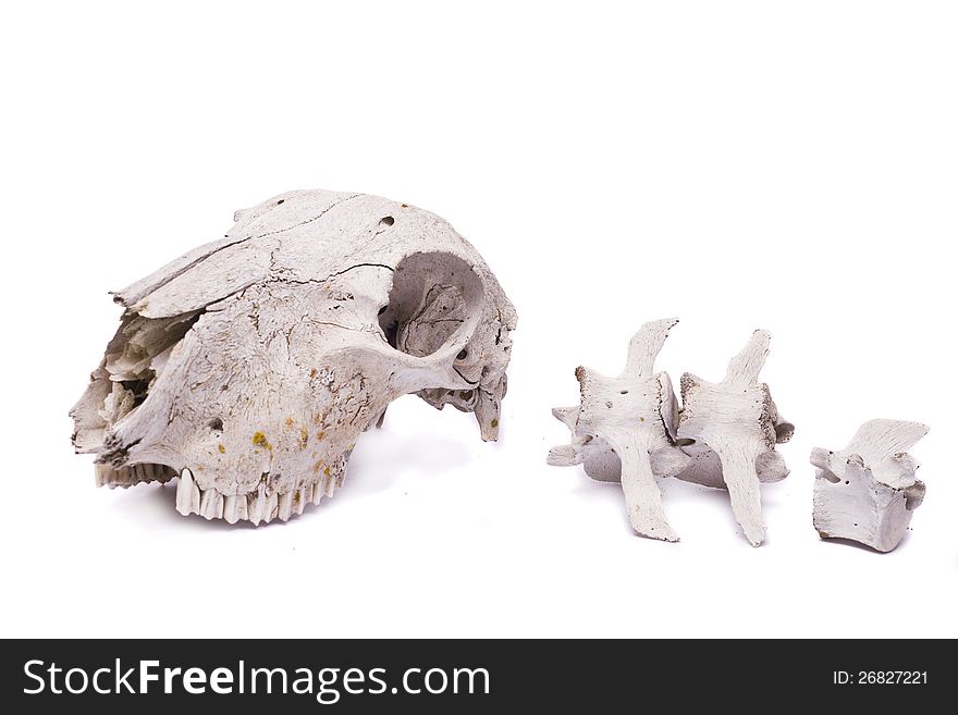 Close view of a skull of a sheep isolated on a white background. Close view of a skull of a sheep isolated on a white background.