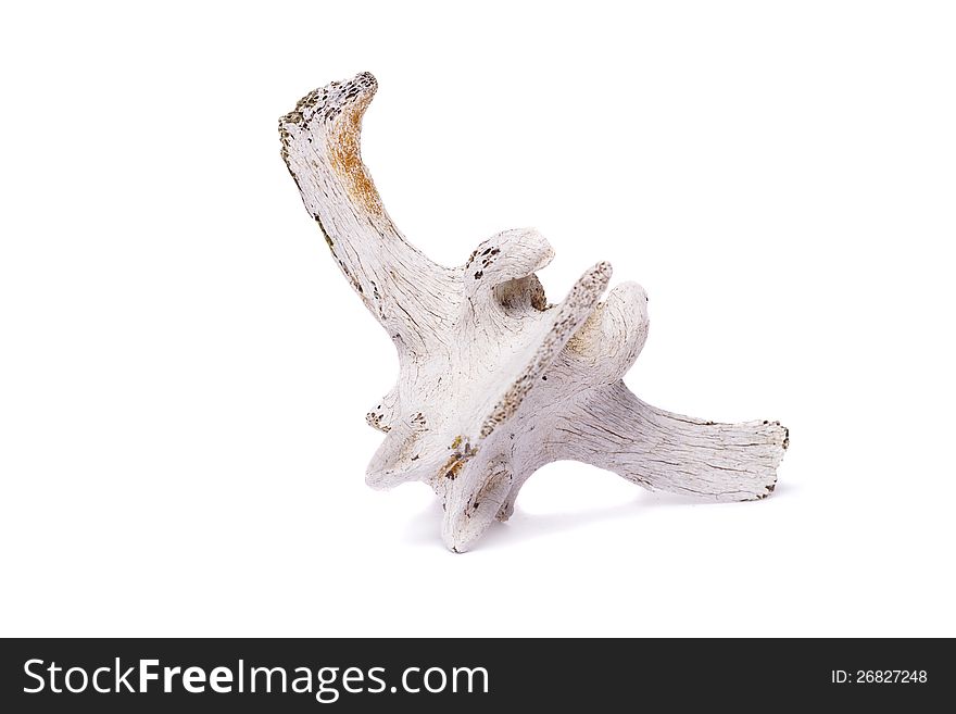 Close view of one bone from the back spine of a sheep isolated on a white background. Close view of one bone from the back spine of a sheep isolated on a white background.