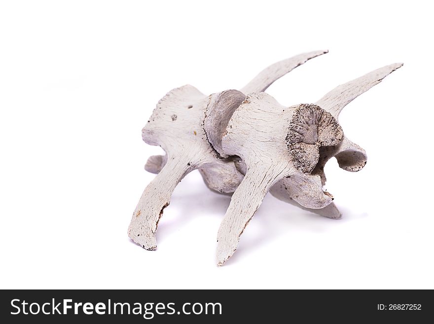 Close view of two bones from the back spine of a sheep isolated on a white background. Close view of two bones from the back spine of a sheep isolated on a white background.