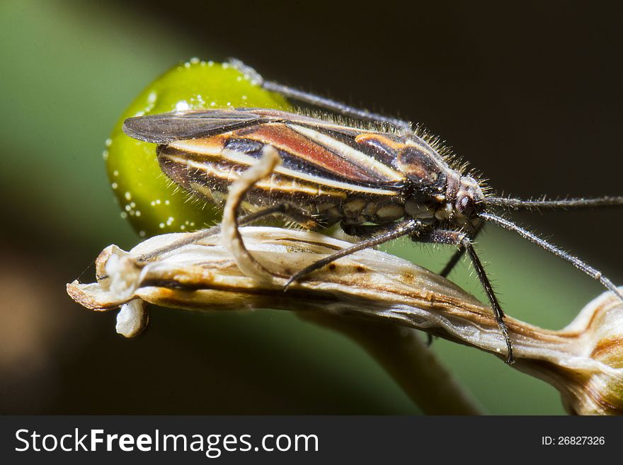 Close up view of the Jumping Tree Bug (Horistus orientalis). Close up view of the Jumping Tree Bug (Horistus orientalis).