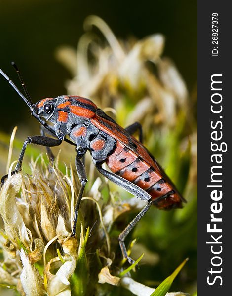 Close up view of the Chinch Bug (Spilostethus pandurus). Close up view of the Chinch Bug (Spilostethus pandurus).