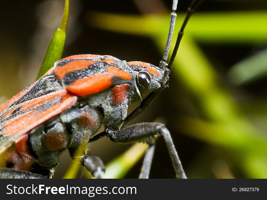 Close up view of the Chinch Bug (Spilostethus pandurus). Close up view of the Chinch Bug (Spilostethus pandurus).