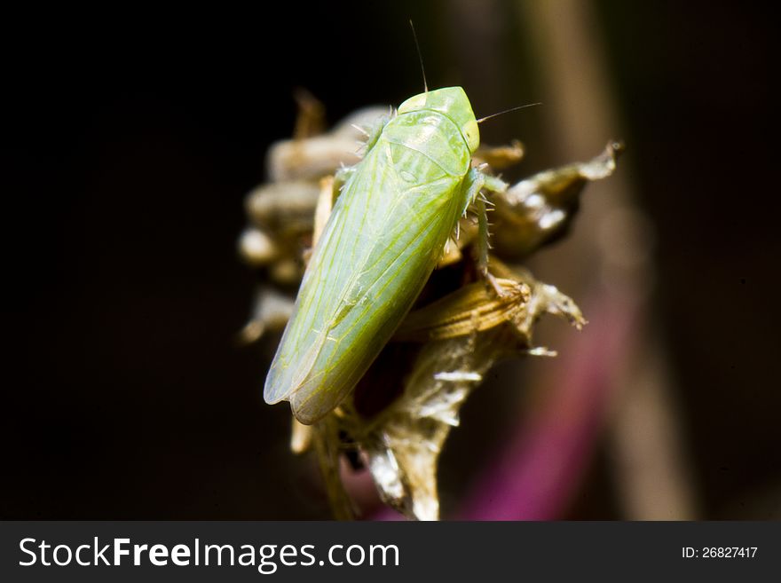 Close up view of a tiny green leafhopper (Zygina nivea). Close up view of a tiny green leafhopper (Zygina nivea).