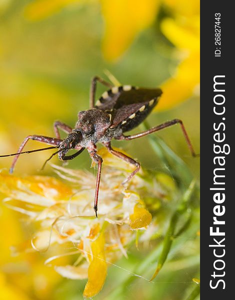 Close up view of the Assassin Bug (Rhynocoris cuspidatus). Close up view of the Assassin Bug (Rhynocoris cuspidatus).