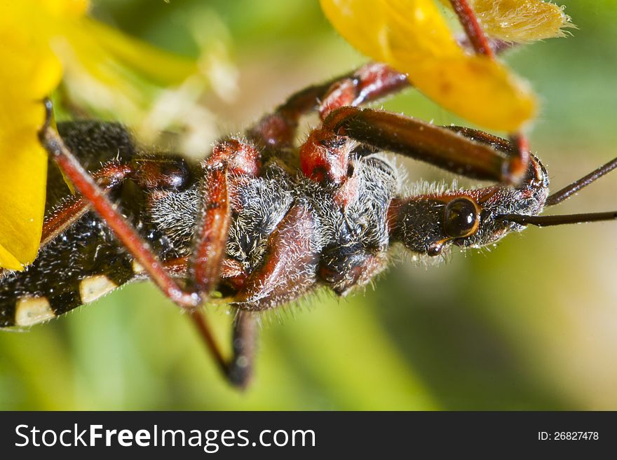 Close up view of the Assassin Bug (Rhynocoris cuspidatus). Close up view of the Assassin Bug (Rhynocoris cuspidatus).
