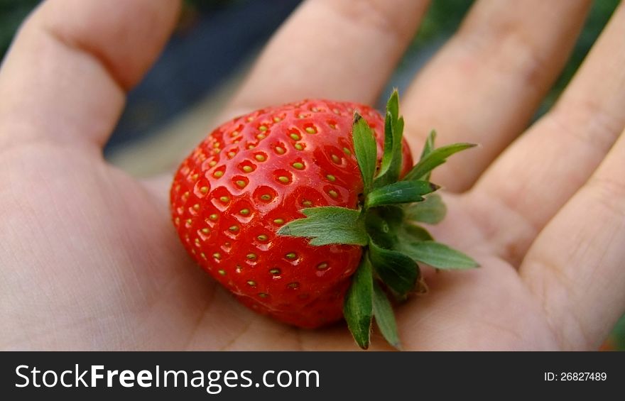Fresh Strawberries In Hand