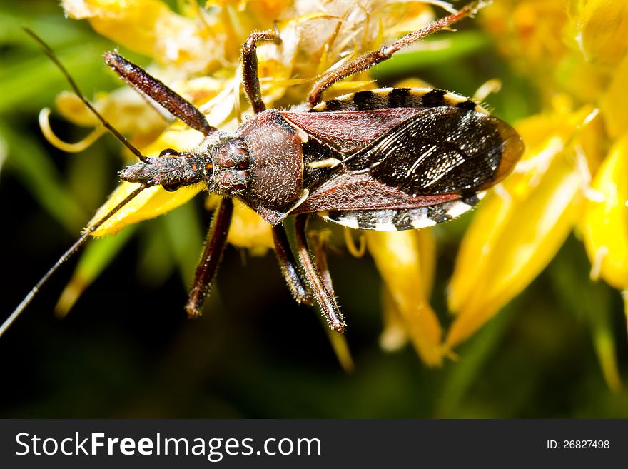 Close up view of the Assassin Bug (Rhynocoris cuspidatus). Close up view of the Assassin Bug (Rhynocoris cuspidatus).