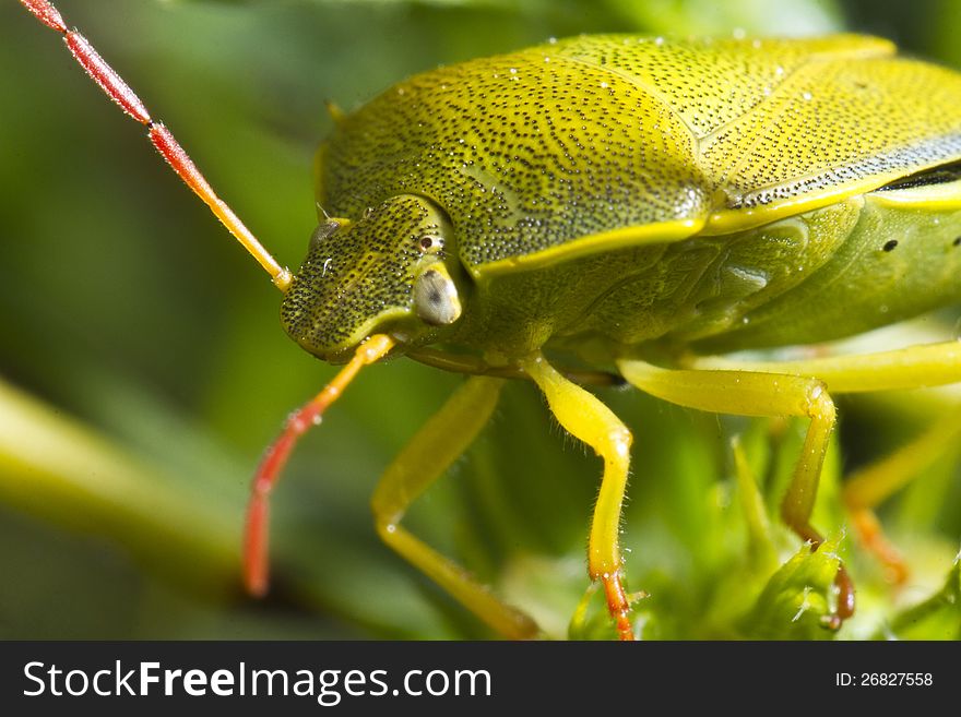 Close up view of a green colorful stink bug (Nezara viridula). Close up view of a green colorful stink bug (Nezara viridula).