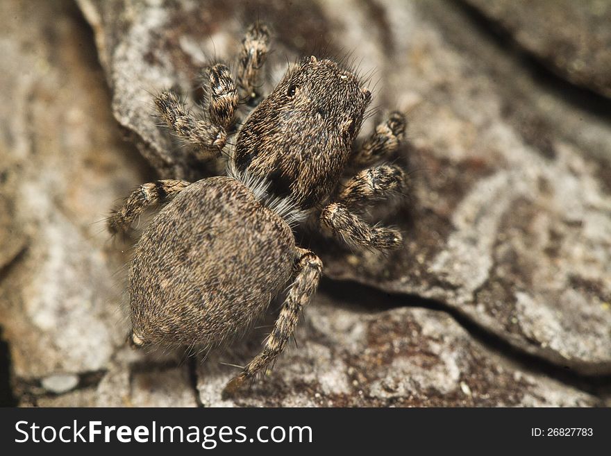 Close up view of the curious jumping spider. Close up view of the curious jumping spider.