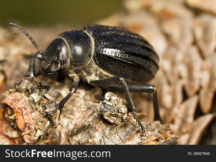 Close up view of the big black beetle (Pimelia costata). Close up view of the big black beetle (Pimelia costata).