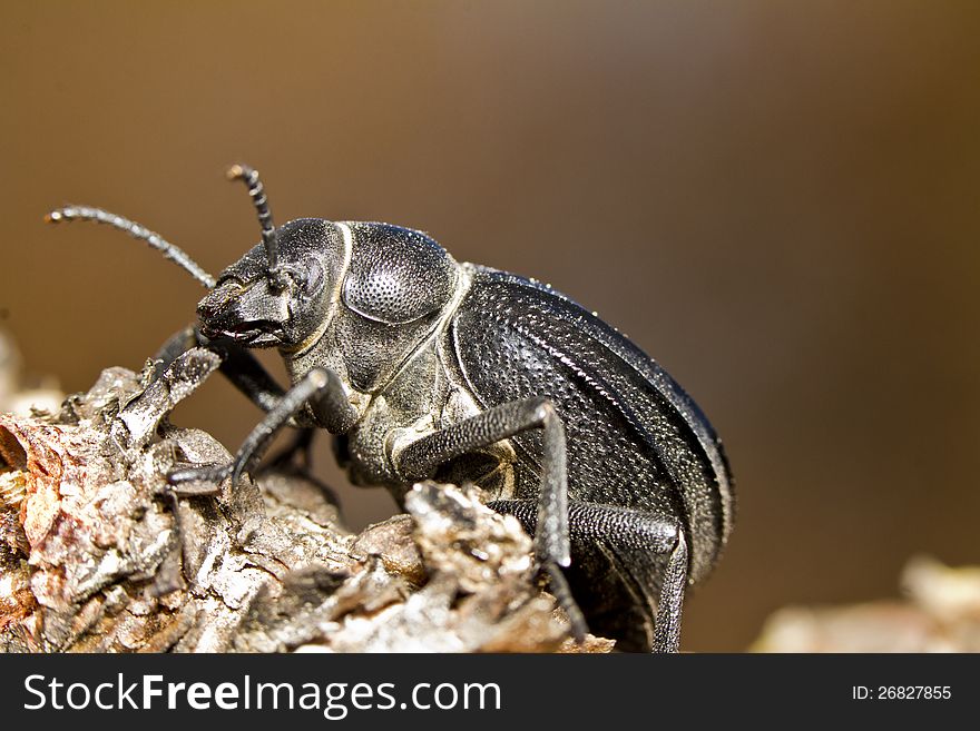 Close up view of the big black beetle (Pimelia costata). Close up view of the big black beetle (Pimelia costata).